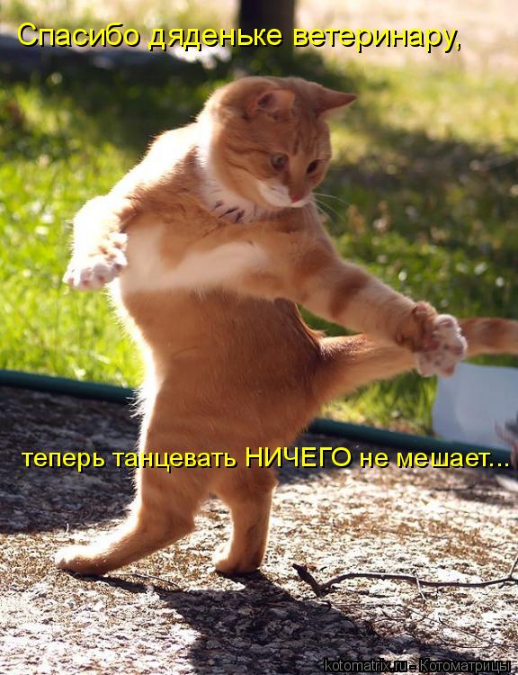Спасибо дяденьке ветеринару, теперь танцевать НИЧЕГО не мешает...... Котоматрица: Спасибо дяденьке ветеринару, теперь танцевать НИЧЕГО не мешает...