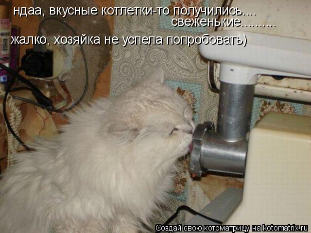 ндаа, вкусные котлетки-то получились.... жалко, хозяйка не успела попробовать) свеженькие............. Котоматрица: ндаа, вкусные котлетки-то получились.... жалко, хозяйка не успела попробовать) свеженькие..........