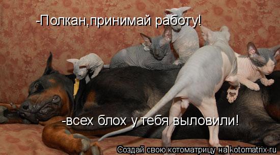 -Полкан,принимай работу! -всех блох у тебя выловили!... Котоматрица: -Полкан,принимай работу! -всех блох у тебя выловили!