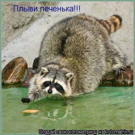 Плыви печенька!!!... Котоматрица: Плыви печенька!!!