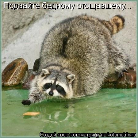 Подаайте бедному отощавшему...... Котоматрица: Подаайте бедному отощавшему...