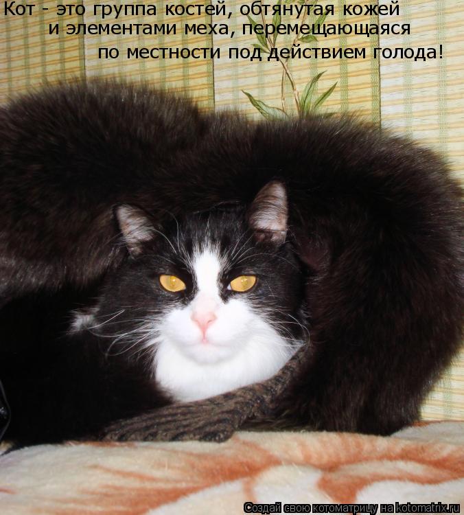 по местности под действием голода! Кот - это группа костей, обтянутая кожей и элементами меха, перем... Котоматрица: по местности под действием голода! Кот - это группа костей, обтянутая кожей и элементами меха, перемещающаяся