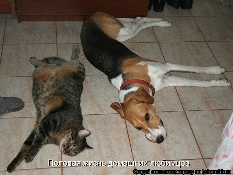 Половая жизнь домашних любимцев... Котоматрица: Половая жизнь домашних любимцев