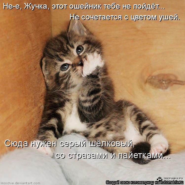 Не-е, Жучка, этот ошейник тебе не пойдёт... Не сочетается с цветом ушей. Сюда нужен серый шёлковый, с... Котоматрица: Не-е, Жучка, этот ошейник тебе не пойдёт... Не сочетается с цветом ушей. Сюда нужен серый шёлковый, со стразами и пайетками...