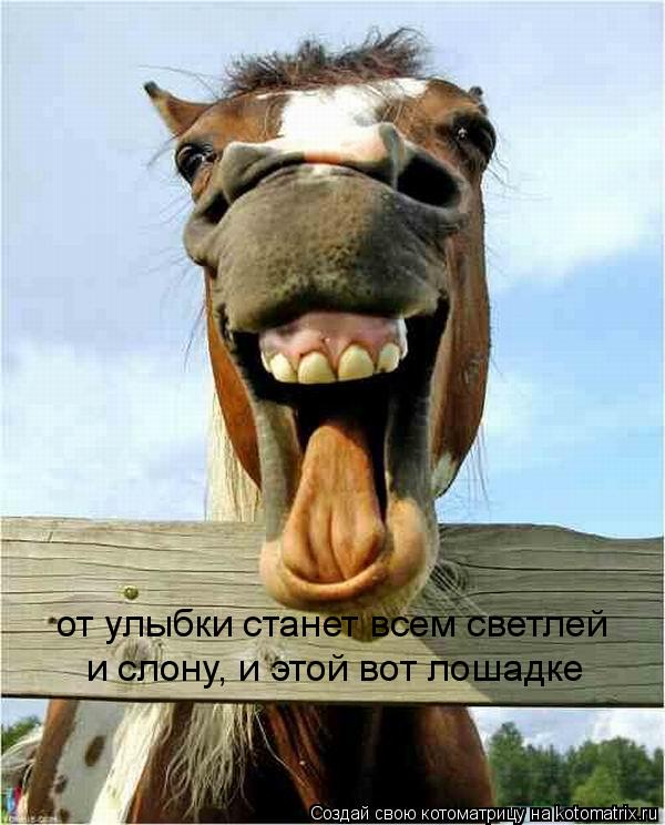 от улыбки станет всем светлей и слону, и этой вот лошадке... Котоматрица: от улыбки станет всем светлей и слону, и этой вот лошадке
