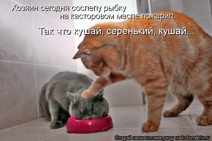Хозяин сегодня сослепу рыбку на касторовом масле пожарил. Так что кушай, серенький, кушай...... Котоматрица: Хозяин сегодня сослепу рыбку на касторовом масле пожарил. Так что кушай, серенький, кушай...