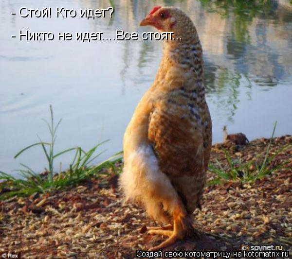 - Стой! Кто идет? - Никто не идет - Никто не идет....Все стоят...... Котоматрица: - Стой! Кто идет? - Никто не идет - Никто не идет....Все стоят...
