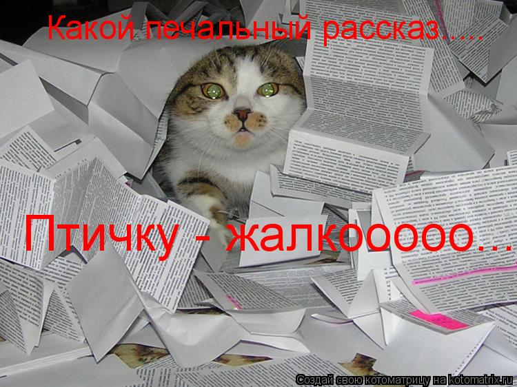 Какой печальный рассказ..... Птичку - жалкооооо........ Котоматрица: Какой печальный рассказ..... Птичку - жалкооооо.....