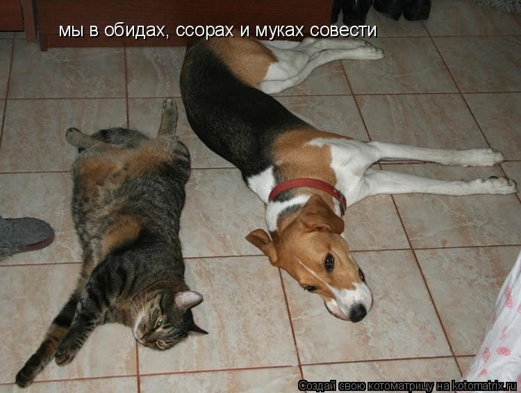мы в обидах, ссорах и муках совести... Котоматрица: мы в обидах, ссорах и муках совести