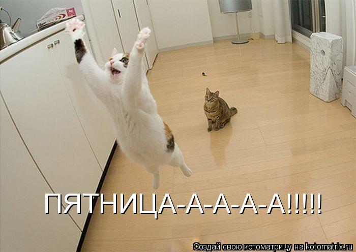 ПЯТНИЦА-А-А-А-А!!!!!... Котоматрица: ПЯТНИЦА-А-А-А-А!!!!!