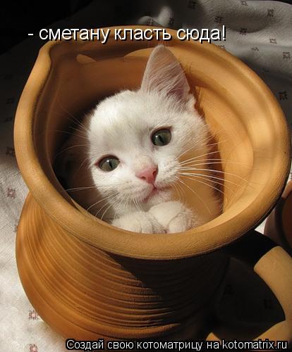 - сметану класть сюда!... Котоматрица: - сметану класть сюда!