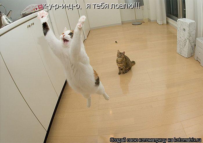к-у-р-и-ц-о, я тебя ловлю!!!... Котоматрица: к-у-р-и-ц-о, я тебя ловлю!!!