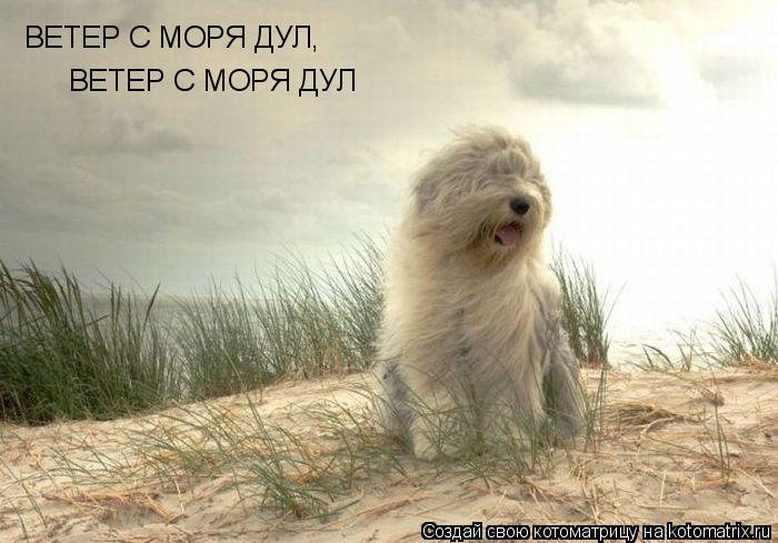 ВЕТЕР С МОРЯ ДУЛ, ВЕТЕР С МОРЯ ДУЛ... Котоматрица: ВЕТЕР С МОРЯ ДУЛ, ВЕТЕР С МОРЯ ДУЛ