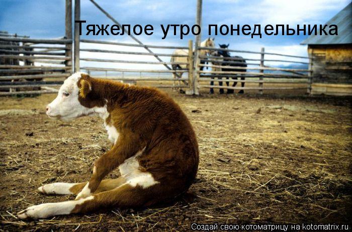 Тяжелое утро понедельника... Котоматрица: Тяжелое утро понедельника
