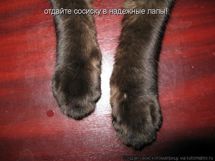 отдайте сосиску в надежные лапы!... Котоматрица: отдайте сосиску в надежные лапы!