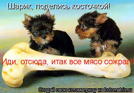 Шарик, поделись косточкой! Иди, отсюда, итак все мясо сожрал!... Котоматрица: Шарик, поделись косточкой! Иди, отсюда, итак все мясо сожрал!