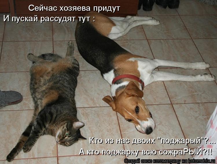 Котоматрица: Кто из нас двоих "поджарый"?... А кто поджарку всю сожраРЫЙ?!! И пускай рассудят тут : Сейчас хозяева придут