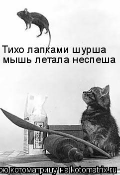 Тихо лапками шурша мышь летала неспеша... Котоматрица: Тихо лапками шурша мышь летала неспеша