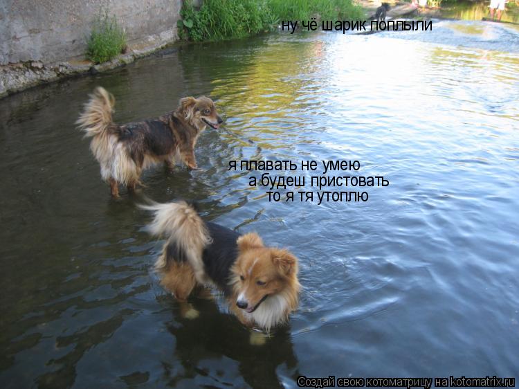ну чё шарик поплыли я плавать не умею а будеш пристовать то я тя утоплю... Котоматрица: ну чё шарик поплыли я плавать не умею а будеш пристовать то я тя утоплю
