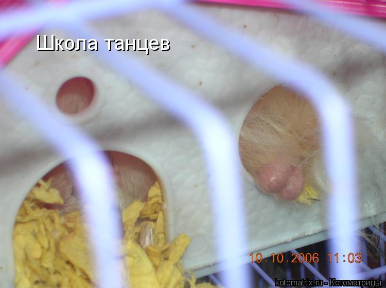Школа танцев... Котоматрица: Школа танцев
