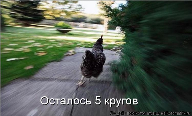 Осталось 5 кругов... Котоматрица: Осталось 5 кругов