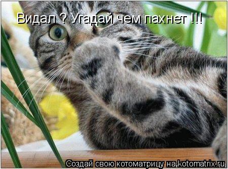 Видал ? Угадай чем пахнет !!!... Котоматрица: Видал ? Угадай чем пахнет !!!