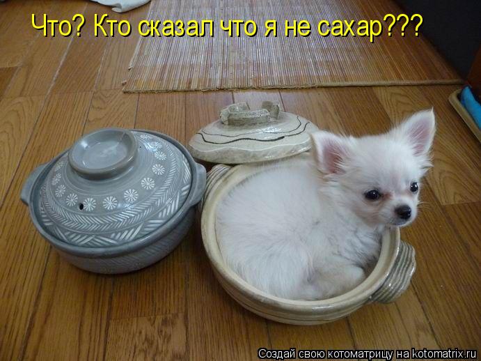 Что? Кто сказал что я не сахар???... Котоматрица: Что? Кто сказал что я не сахар???