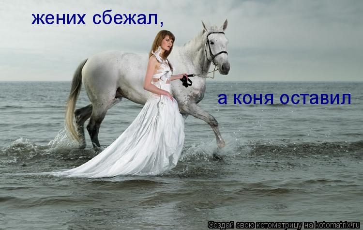 жених сбежал, а коня оставил... Котоматрица: жених сбежал, а коня оставил