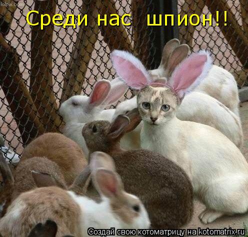 Среди нас шпион!!... Котоматрица: Среди нас шпион!!