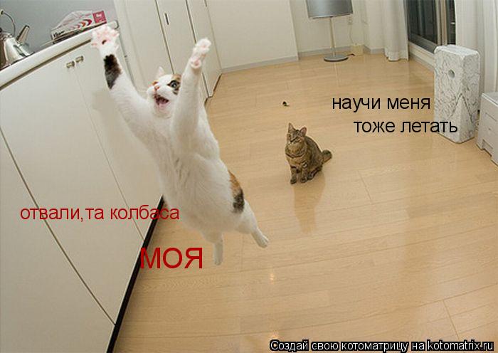 научи меня тоже летать отвали,та колбаса МОЯ... Котоматрица: научи меня тоже летать отвали,та колбаса МОЯ