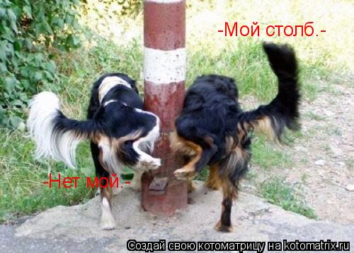 -Мой столб.- -Нет мой.-... Котоматрица: -Мой столб.- -Нет мой.-
