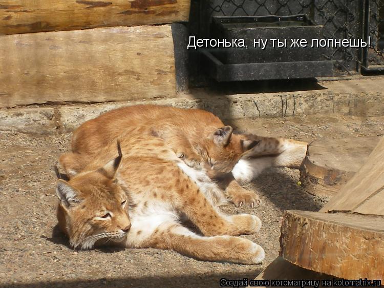 Детонька, ну ты же лопнешь!... Котоматрица: Детонька, ну ты же лопнешь!