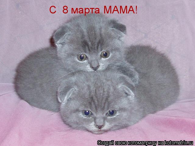 C 8 марта МАМА!... Котоматрица: C 8 марта МАМА!