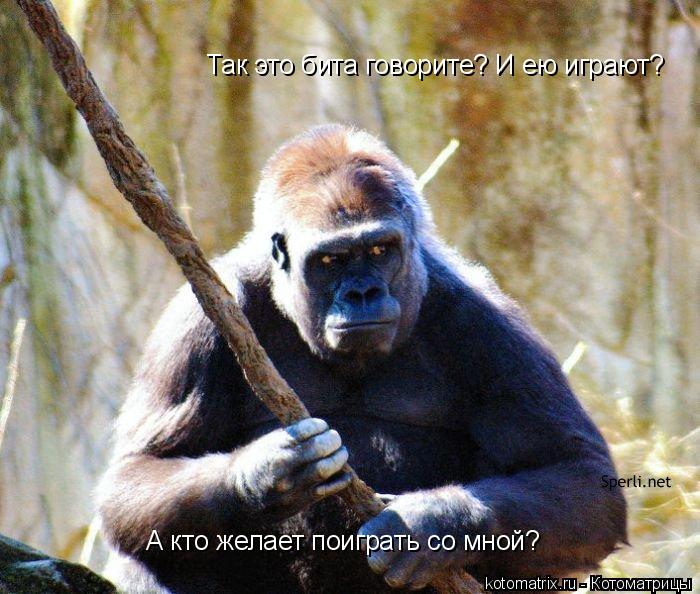 Так это бита говорите? И ею играют? А кто желает поиграть со мной?... Котоматрица: Так это бита говорите? И ею играют? А кто желает поиграть со мной?