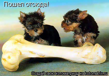 Пошел отсюда!... Котоматрица: Пошел отсюда!