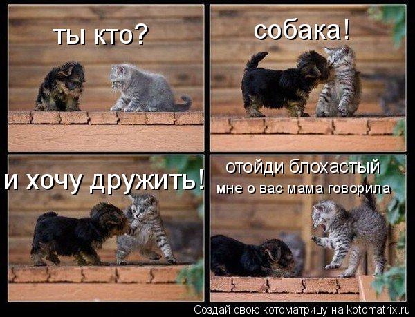 ты кто? собака! и хочу дружить! отойди блохастый мне о вас мама говорила... Котоматрица: ты кто? собака! и хочу дружить! отойди блохастый мне о вас мама говорила