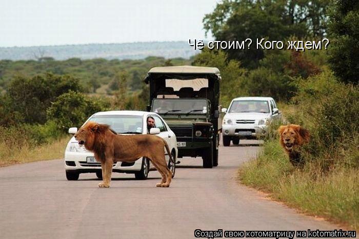 Чё стоим? Кого ждем?... Котоматрица: Чё стоим? Кого ждем?