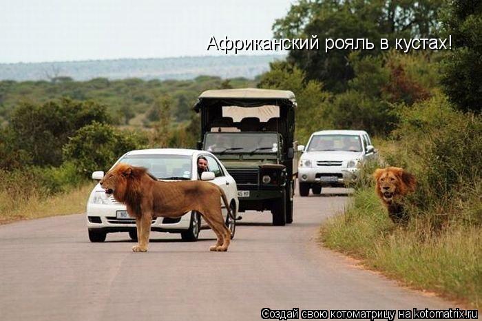 Африканский рояль в кустах!... Котоматрица: Африканский рояль в кустах!