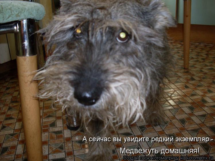 А сейчас вы увидите редкий экземпляр - Медвежуть домашняя!... Котоматрица: А сейчас вы увидите редкий экземпляр - Медвежуть домашняя!