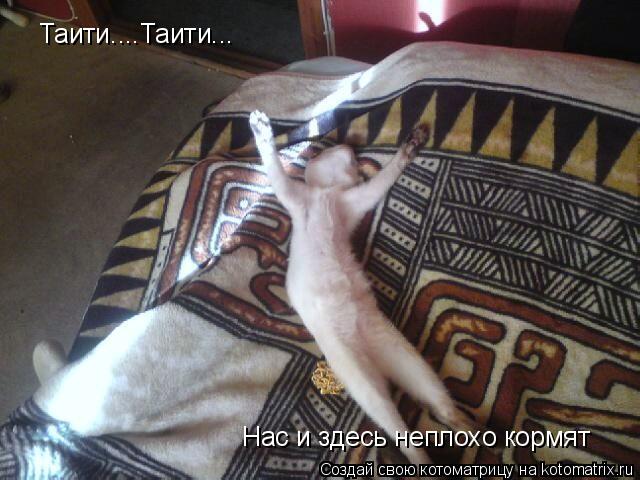 Нас и здесь неплохо кормят Таити....Таити...... Котоматрица: Нас и здесь неплохо кормят Таити....Таити...