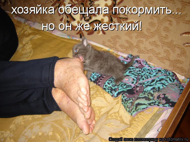 хозяйка обещала покормить... но он же жесткий!... Котоматрица: хозяйка обещала покормить... но он же жесткий!