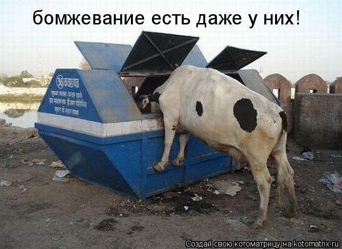 бомжевание есть даже у них!... Котоматрица: бомжевание есть даже у них!