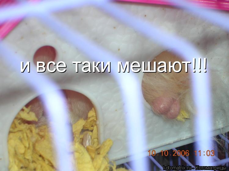 и все таки мешают!!!... Котоматрица: и все таки мешают!!!