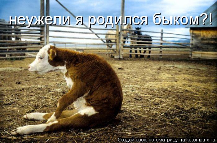 неужели я родился быком?!... Котоматрица: неужели я родился быком?!