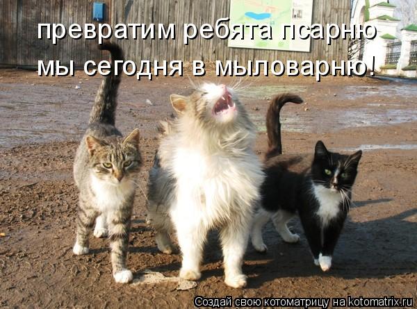 превратим ребята псарню мы сегодня в мыловарню!... Котоматрица: превратим ребята псарню мы сегодня в мыловарню!