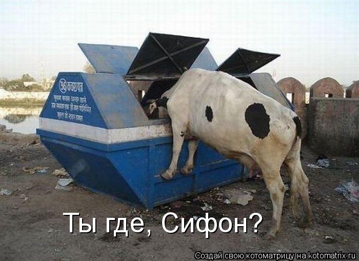 Ты где, Сифон?... Котоматрица: Ты где, Сифон?