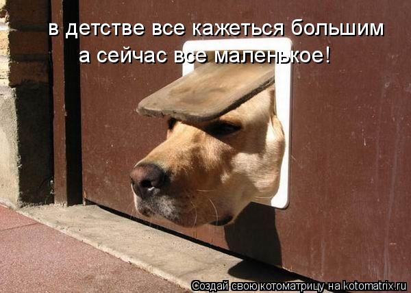 в детстве все кажеться большим а сейчас все маленькое!... Котоматрица: в детстве все кажеться большим а сейчас все маленькое!