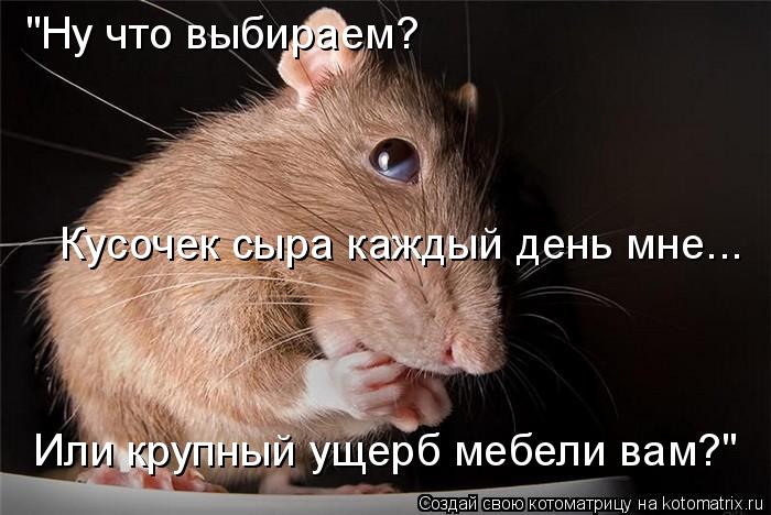 "Ну что выбираем? Кусочек сыра каждый день мне... Или крупный ущерб мебели вам?"... Котоматрица: "Ну что выбираем? Кусочек сыра каждый день мне... Или крупный ущерб мебели вам?"