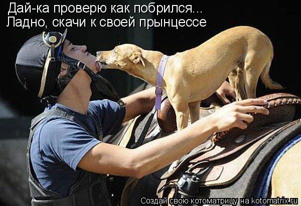 Дай-ка проверю как побрился... Ладно, скачи к своей прынцессе... Котоматрица: Дай-ка проверю как побрился... Ладно, скачи к своей прынцессе