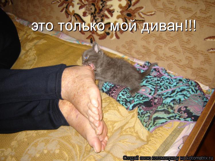 это только мой диван!!!... Котоматрица: это только мой диван!!!